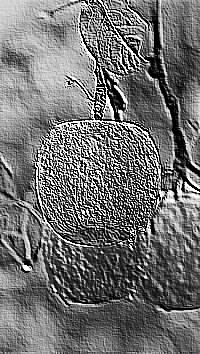 Skamielina