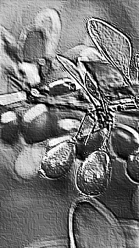 Skamielina