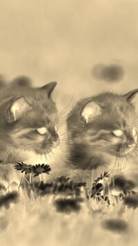 Sepia + Negatyw