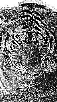 Skamielina