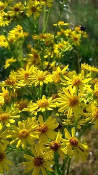 Oryginalny obrazek