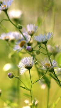 Oryginalny obrazek