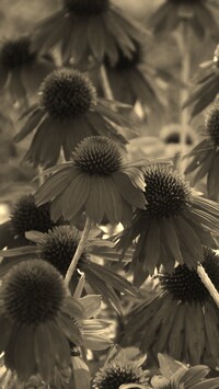 Szary + Sepia