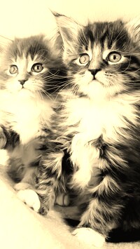 Szary + Sepia