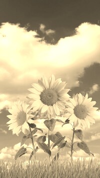Szary + Sepia