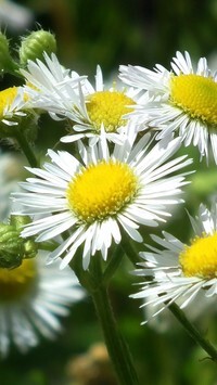 Oryginalny obrazek