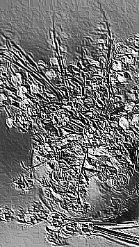 Skamielina