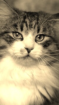 Szary + Sepia
