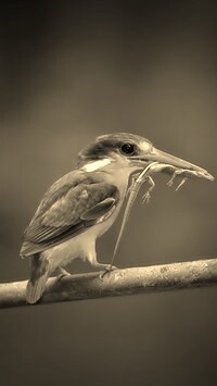 Szary + Sepia
