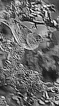 Skamielina