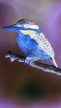 Negatyw