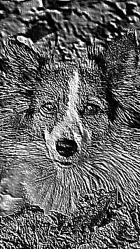 Skamielina