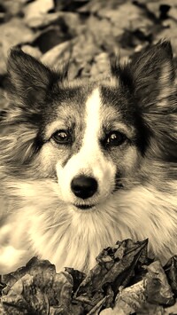 Szary + Sepia