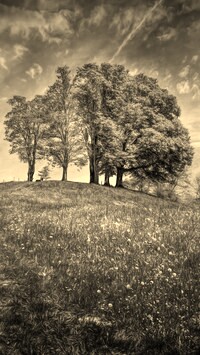 Szary + Sepia