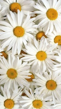 Oryginalny obrazek