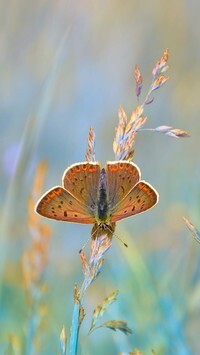 Oryginalny obrazek