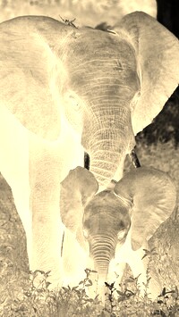 Sepia + Negatyw
