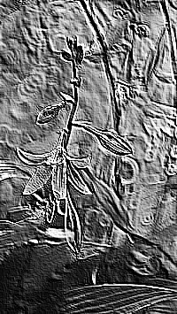 Skamielina