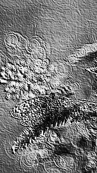 Skamielina