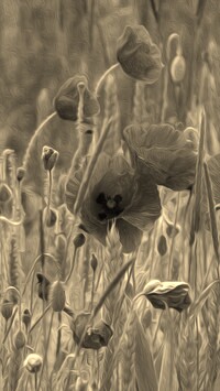 Szary + Sepia
