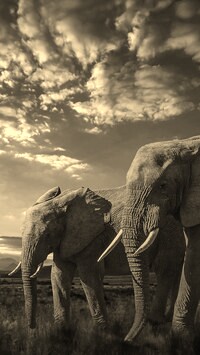 Sepia