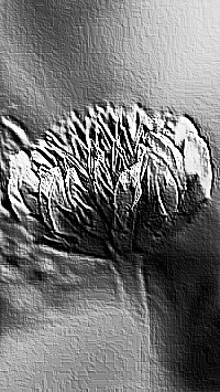 Skamielina