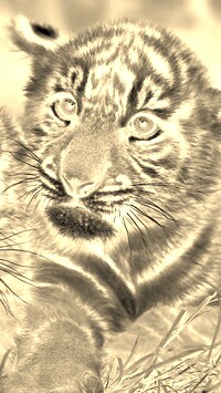 Sepia + Negatyw