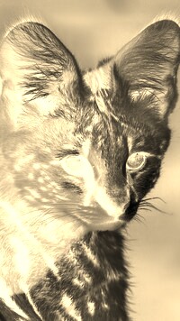 Sepia + Negatyw