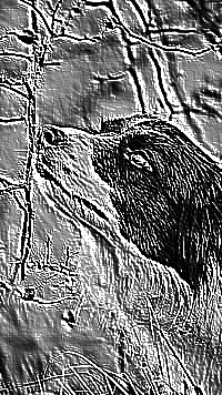 Skamielina