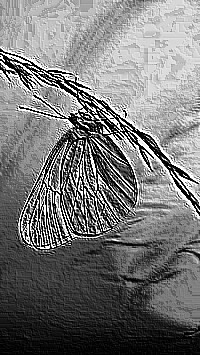 Skamielina