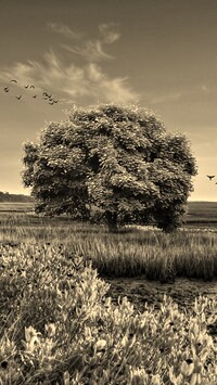 Szary + Sepia