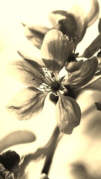 Szary + Sepia