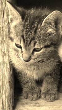 Szary + Sepia
