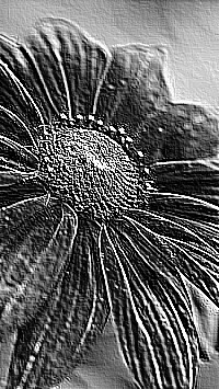 Skamielina