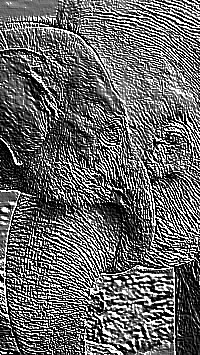 Skamielina