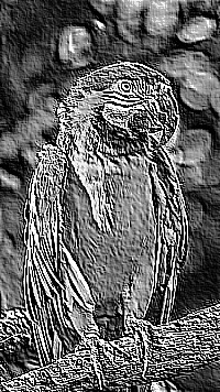 Skamielina