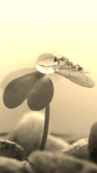Szary + Sepia