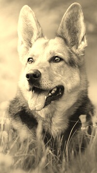 Sepia