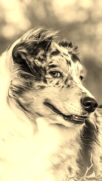 Szary + Sepia
