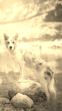 Sepia