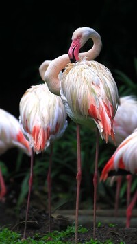 Oryginalny obrazek