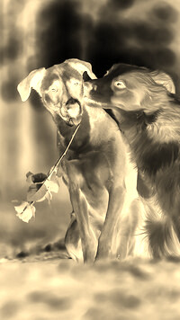Sepia + Negatyw