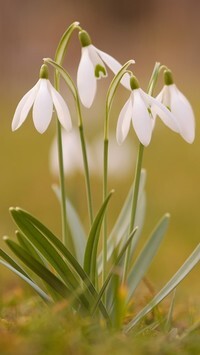 Oryginalny obrazek