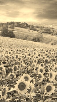 Szary + Sepia