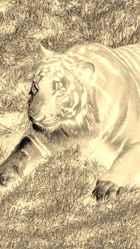 Sepia + Negatyw