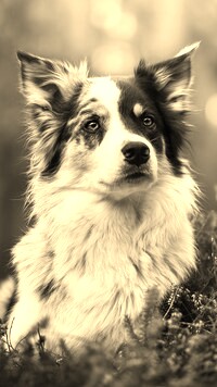Szary + Sepia
