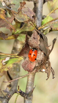 Oryginalny obrazek