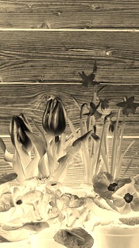 Sepia + Negatyw