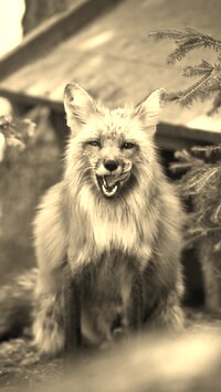 Sepia