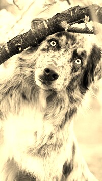 Szary + Sepia
